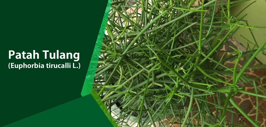 Tanaman Patah Tulang,Cidera Terkilir Hilang